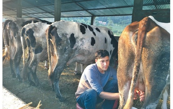 learned-lamjung-man-mints-money-from-his-cow-farm